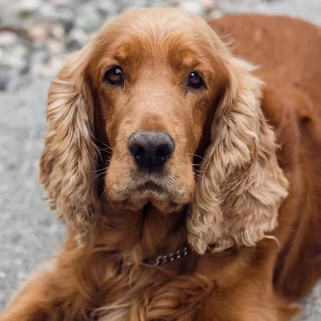 לינה וארוחת בוקר Fabiola